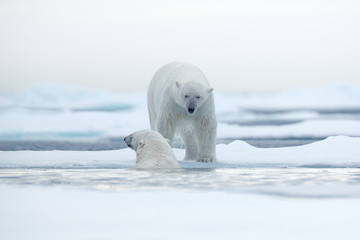 Polar bears with killed seal. Two white bear feeding on drift ice with snow, Svalbard, Norway....