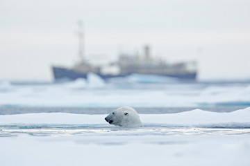 Bear and boat. Polar bear on drifting ice with snow, blurred cruise vessel in background, Svalbard,...