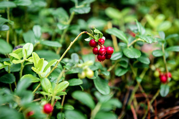 Cranberries growing in the forest in early autumn.