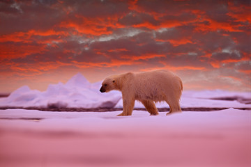 Polar bear on the ice. Two bears love on drifting ice with snow, white animals in nature habitat, Svalbard, Norway. Animals playing in snow, Arctic wildlife. Funny image in nature. © ondrejprosicky