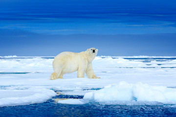 Polar bear on the ice. Two bears love on drifting ice with snow, white animals in nature habitat,...