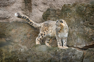 Snow leopard with long taill, sitting in the nature stone rocky mountain habitat, Spiti Valley, Himalayas in India. Snow leopard Panthera uncia in the rock habitat, wildlife nature. © ondrejprosicky