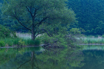 湖に映り込む大きな樹木