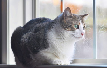 Portrait of a Manx cat sitting in the window watching the falling snow 
