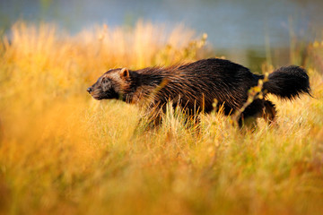 Wolverine in Finnish taiga. Wildlife scene from nature. Rare animal from north of Europe. Wild Running wolverine in autumn golden grass. Animal behaviour in the habitat, Finland. Evening light.