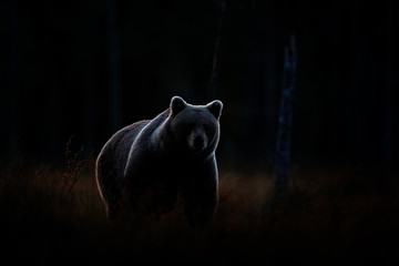 Art view on nature. Dark forest, brown bear hidden in habitat. Autumn trees with bear. Beautiful...