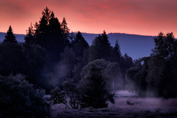 Red deer, Cervus elaphus, in Sumava National Park, Czech Republic, Europe. Cold misty morning, pink twilight sunset in the forest in meadow. Deer rutting season,  Wildlife animal scene from nature.