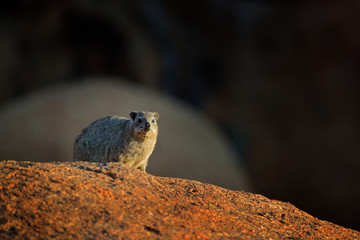 Rock Hyrax on stone in rocky mountain. Wildlife scene from nature. Face portrait of hyrax. Procavia capensis, Namibia. Rare interesting mammal from Africa.