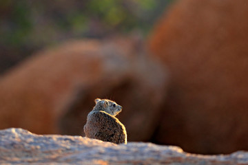 Hyrax on stone in rocky mountain. Wildlife scene from nature. Face portrait of Rock hyrax, Procavia capensis, Namibia. Rare interesting mammal from Africa.