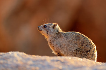 Face portrait of hyrax. Procavia capensis, Namibia. Rare interesting mammal from Africa. Rock Hyrax on stone in rocky mountain. Wildlife scene from nature.