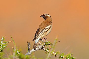 White-browed sparrow-weaver, Plocepasser mahali, sunny day on safari in Namibia. Thorny branch with bird, black beak. Undetermine bird from Africa.
