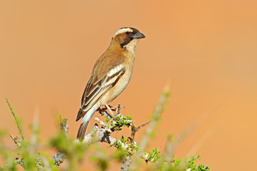 White-browed sparrow-weaver, Plocepasser mahali, sunny day on safari in Namibia. Thorny branch with bird, blackbeak. Undetermine bird from Africa
