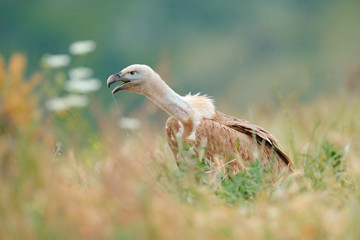 Griffon Vulture, Gyps fulvus, big birds of prey sitting on rocky mountain in grass, nature habitat, Spain. Wildlife from Europe. Wildlife scene from nature. Open bill with slaver.