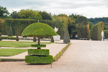 ornamental trees of various beautiful shapes in the Royal garden of Versailles