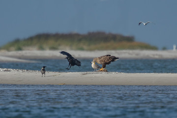 adler am meer