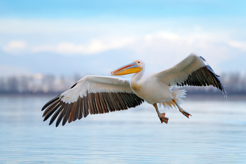 White pelican, Pelecanus onocrotalus, landing in Lake Kerkini, Greece. Pelican with open wings. Wildlife scene from European nature. Bird in the water.