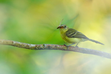 Yellow Tyrannulet, Capsiempis flaveola, catch the grasshopper locust insect in the bill, Bird...