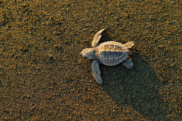Loggerhead Sea Turtle, Caretta caretta, evening birth on the sand beach, Corcovado NP, Costa Rica....