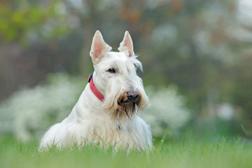 White dog, Scottish terrier on green grass lawn with white flowers in the background, Scotland, United Kingdom.