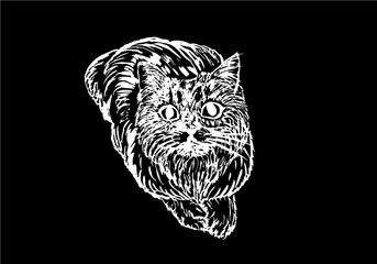 Graphical fluffy cat isolated on black background,vector illustration