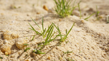 stalks of grass coming out from under the sand