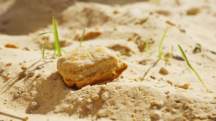  striped sand stone among the rare herbs