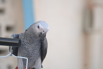 portrait of a parrot