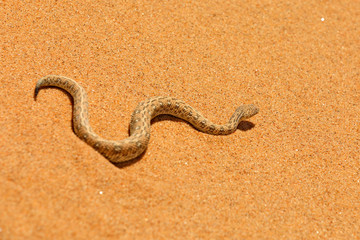 Bitis peringueyi, Péringuey's Adder, poison snake from Namibia sand desert. Small viper in the nature habitat, Namib-Naukluft Park in Africa. Wildlife scene from nature, reptile behaviour, sunny day.