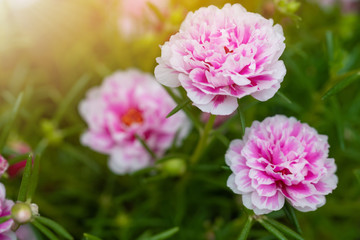 Fototapeta premium Piękny kwiat Portulaca oleracea latem na zielonym tle. Zamknij się, rozmycie tła