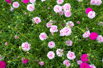 Beautiful flower Portulaca oleracea in summer on a green background. Close up, Blur background