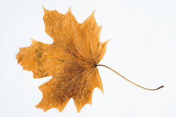 Dried dry maple leaves on white background.