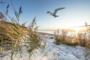 seeschalbe am meer