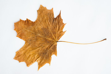 Dried dry maple leaves on white background.