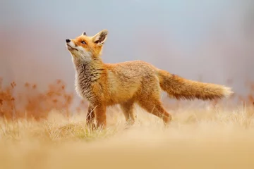 Keuken foto achterwand Ziekenhuis Red Fox jacht, Vulpes vulpes, wildlife scene uit Europa. Oranje bontjas dier in de natuur habitat. Vos op de groene bosweide.