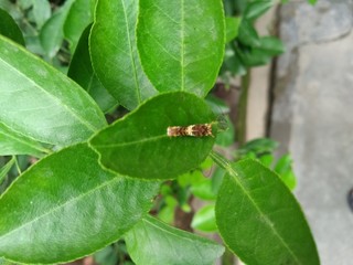 bug on a leaf