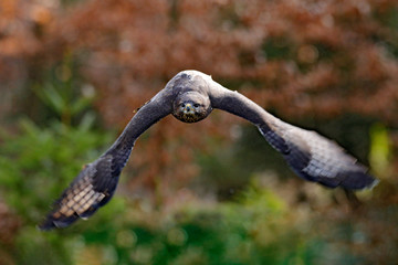Buzzard in the forest. Autumn wildlife Bird of prey Common Buzzard, Buteo buteo, sitting on...