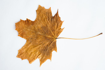 Dried dry maple leaves on white background.