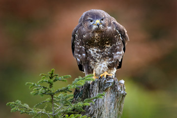 Buzzard in the forest. Autumn wildlife Bird of prey Common Buzzard, Buteo buteo, sitting on coniferous spruce tree branch. Wildlife scene from the nature. Landing on spruce tree.
