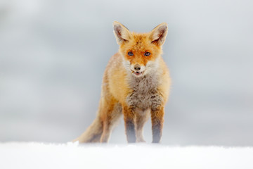 Red Fox hunting, Vulpes vulpes, wildlife scene from Europe. Orange fur coat animal in the nature habitat. Fox on the green forest meadow.