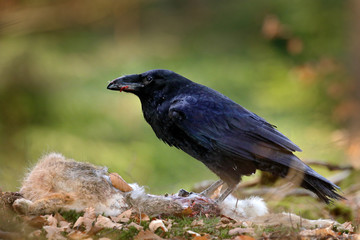 Raven with dead kill hare, sitting on the stone. Bird behavior in nature. Rocky habitat with black raven. Wildlife feeding behaviour scene in the forest.