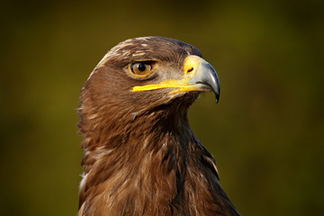 Detail portrait of eagle. Bird in the grass. Steppe Eagle, Aquila nipalensis, sitting on the meadow, forest in background. Wildlife scene from nature.