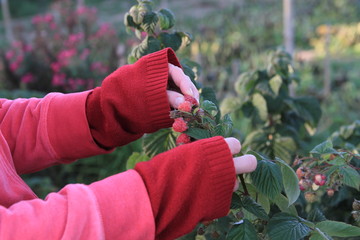 picking raspberries from the garden stock photo © herlanzer
