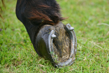 Horses hoof, shoe showing with studs in 