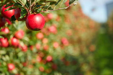 Obraz premium Shiny delicious apples hanging from a tree branch in an apple orchard