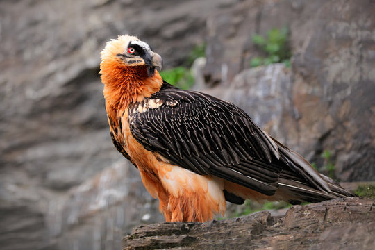 Bearded Vulture or Lammergeier, Gypaetus barbatus, detail portrait of rare mountain bird, sitting on the rock, animal in stone habitat, Spain. Rare bird in the nature habitat.