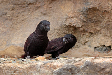 Black lory, Chalcopsitta atra, dark parrot from West Papua, New Guinea and Borneo in Asia. Rajah lory, bird siting on the stone habitat. Wildlife scene from nature. Pair of black parrot.
