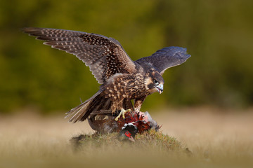 Peregrine falcon with caught kill Pheasant. Beautiful bird of prey feeding on killed big bird on the green mossy rock with dark forest in background. Bird carcas on the forest madow. 
