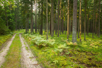 Forest road in the forest 