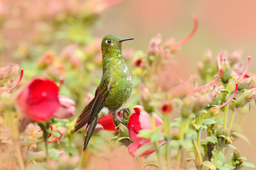 Eriocnemis mosquera, Golden-breasted Puffleg, green and gold hummingbird in the nature habitat. Red and green flower vegetation with bird, Los Nevados mountain in Colombia, South America.