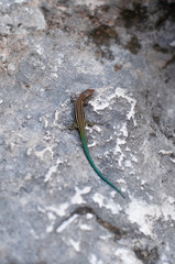 little colorful lizard resting in the stone